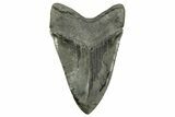 Fossil Megalodon Tooth - Razor Sharp Serrations #265028-2